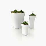 Pot Plant