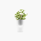 Pot Plant